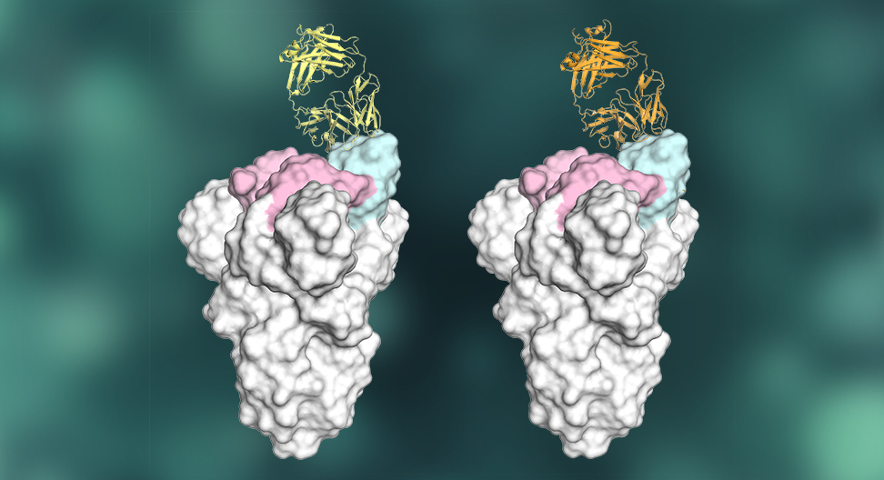 Scientists discover key element of strong antibody response to COVID-19, offering inspiration for vaccine design