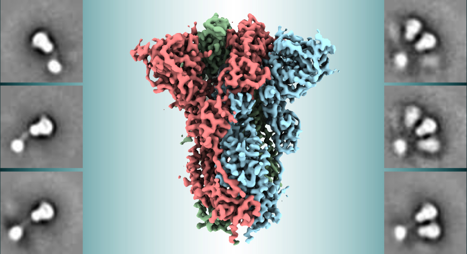 Scientists reveal structural details of spike protein used in leading COVID-19 vaccine