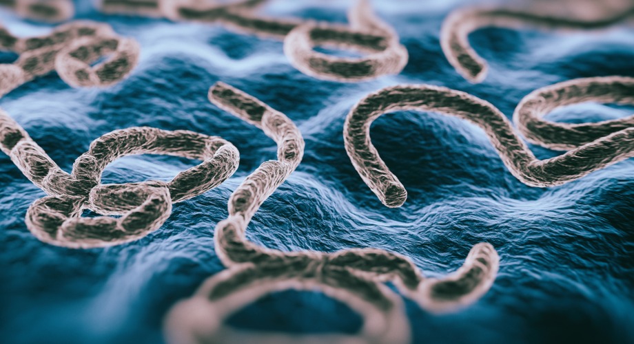 3D ebola virus